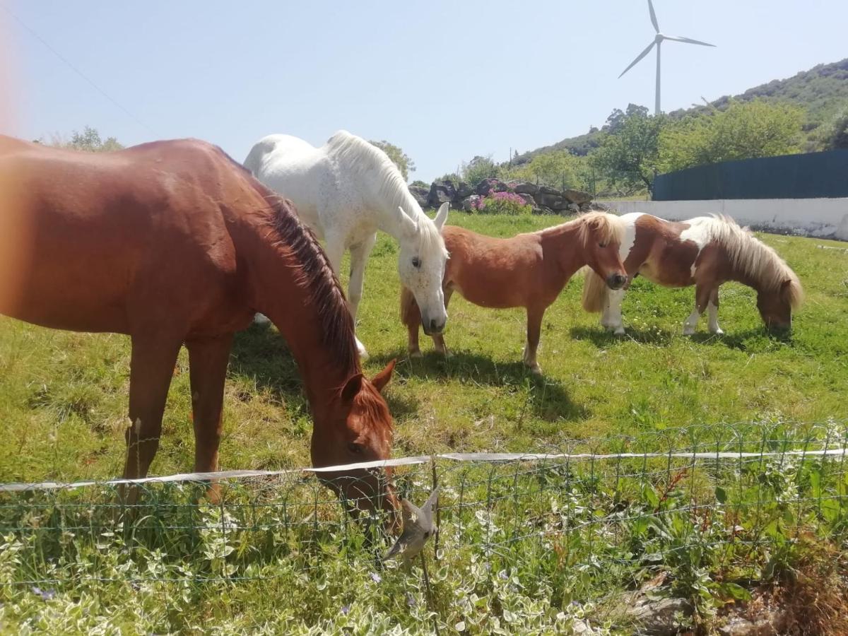 Casinha De Campo- Quintinha Dos Cavalos- Arruda Dos Vinhos Kültér fotó